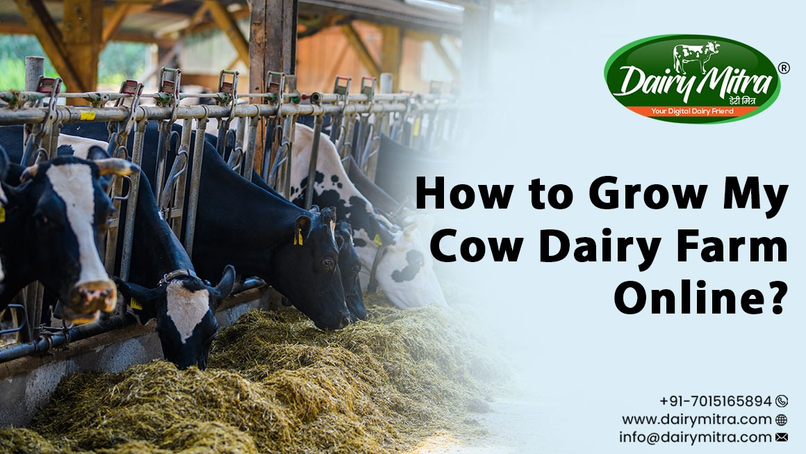Cow Dairy Farm